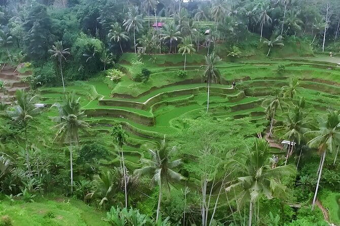 Half Day Ubud Village Private All Inclusive Tour - Who This Half-Day Ubud Tour Fits Best