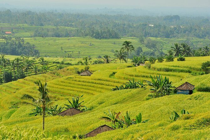 Jatiluwih Batukaru Mountain Nature's Best Tour - Stop 2: Jatiluwih rice terraces for real farming, not just photos