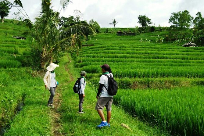 Jatiluwih full day e-bike cycling with lunch & trekking program - The 2 to 2.5 hour trek: off-path rice terraces and a river route