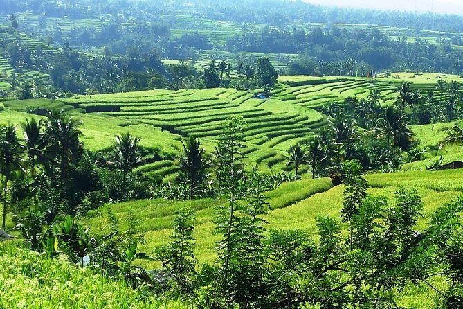 Jatiluwih in detail (1 h. e-bike tour in the rice terraces) - Price and value: is $24 for 1 hour a good deal?
