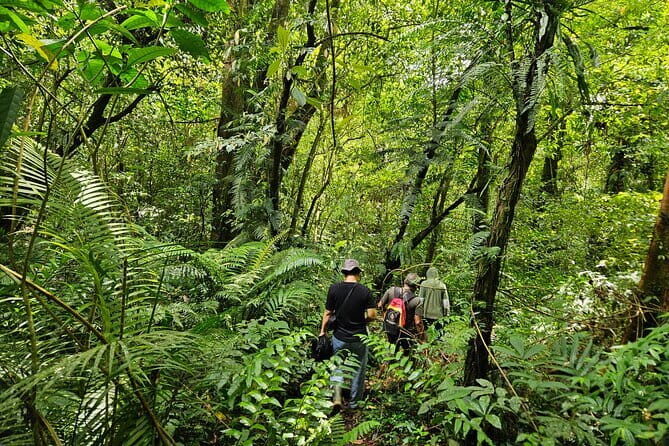 Jungle Trekking at Mt. Batukaru, scenic Waterfall & village life - Luhur Batukaru Temple: A Sacred Start With Mountain Mist