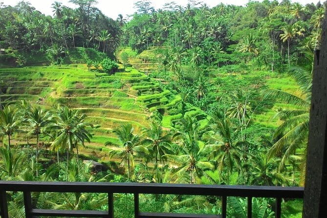 Jungle Trekking at Mt. Batukaru, scenic Waterfall & village life - Entering the Jungle: Ranger-Style Mt. Batukaru Trek (About 2 Hours)