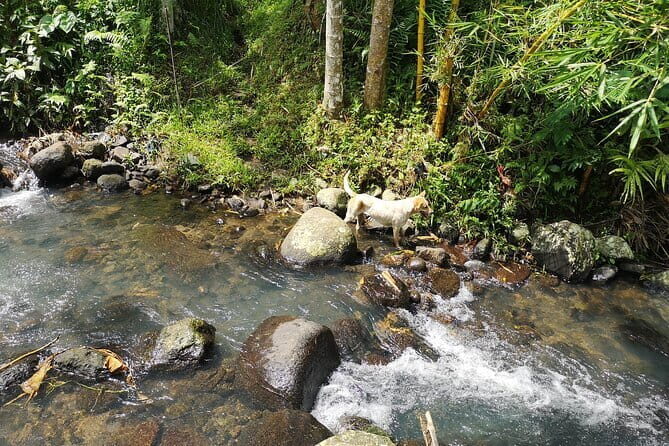 Jungle Trekking at Mt. Batukaru, scenic Waterfall & village life - Balikaru Village Life: Lunch at Warung.Balikaru (Nasi Campur Tumpeng)