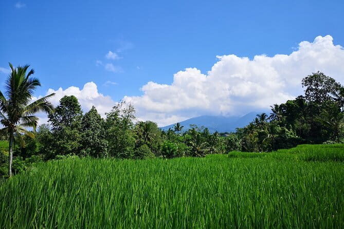Jungle Trekking at Mt. Batukaru, scenic Waterfall & village life - The Morning Drive: Countryside Views Before You Enter the Forest