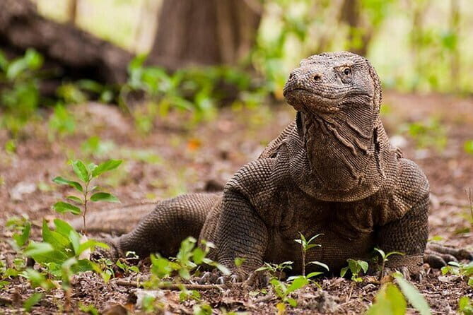 Komodo Island Adventure from Bali (Day Trip) - Key Points to Know Before You Go