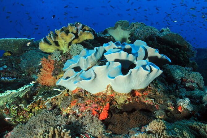Lembongan Snorkeling at Manta Bay, Crystal Bay and Mangrove - Why this Nusa Lembongan manta-and-mangrove plan works