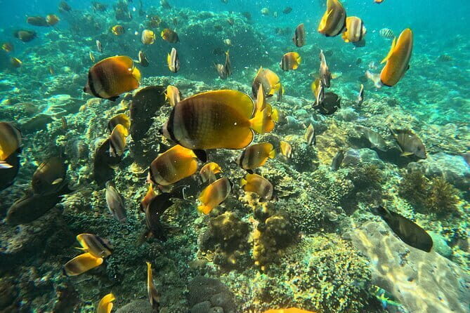 Lembongan Snorkeling at Manta Bay, Crystal Bay and Mangrove - Crystal Bay snorkeling: clear water and coral time