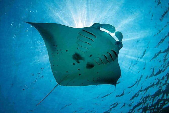 Lembongan Snorkeling at Manta Bay, Crystal Bay and Mangrove - Mangrove Point: calm float meets a living ecosystem