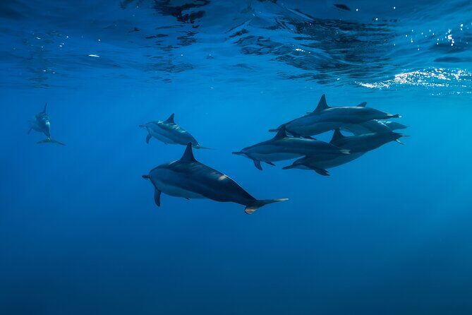 Lovina Dolphin Watching, Swimming, and Snorkeling Experience - Why Lovina Dolphins Feel Different at Sunrise