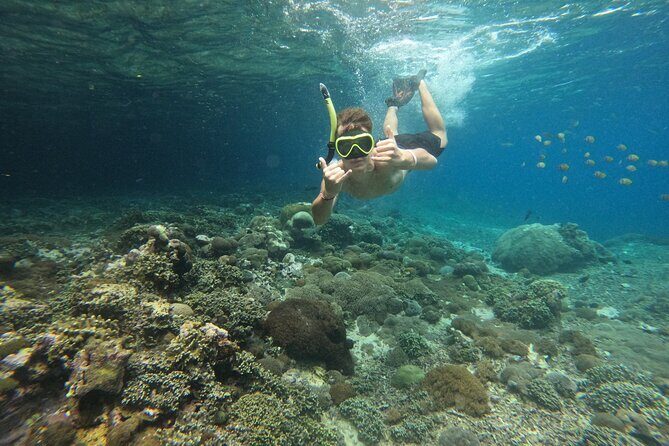 Lovina Dolphin Watching, Swimming, and Snorkeling Experience - What Happens After You Spot Dolphins