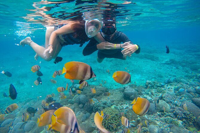 Lovina Dolphin Watching, Swimming, and Snorkeling Experience - Snorkeling in Lovina: Coral and Fish Without a Big Production