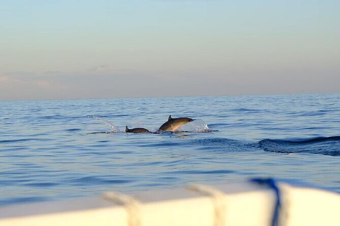 Lovina Sunrise Dolphin with option snorkeling and waterfall - Coffee plantation pause: a calmer moment between waterfalls