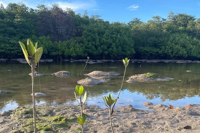 Mangrove Reforestation and Exploration around the Nusa Islands - Lunch on Nusa Ceningan: Ocean Views and a Needed Reset