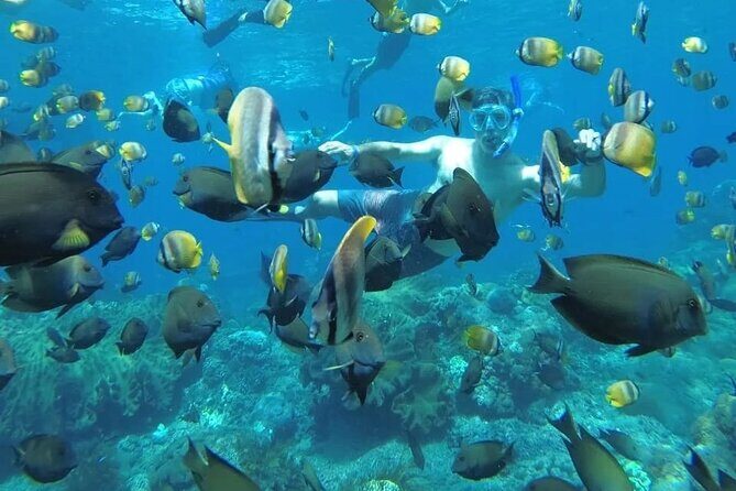 Manta Bay Snorkeling Adventure with Kelingking Beach Nusa Penida All Inclusive - Key highlights before you go
