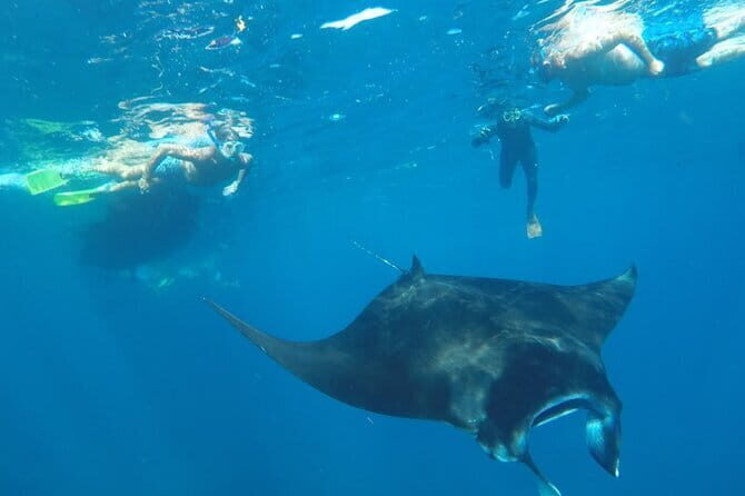 Manta Point Snorkeling & West Nusa Penida Island Day Tour - Kelingking Beach viewpoint: iconic cliffs, short time, big payoff