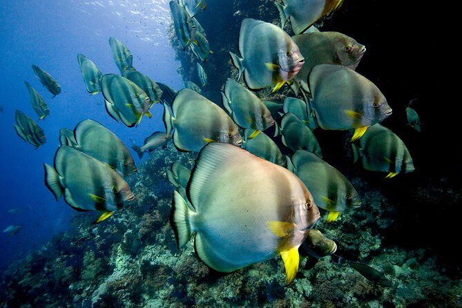 Menjangan island for Certified Scuba Divers full day boat trip, 2 dives + lunch - Price value: is $115 really a good deal after the add-ons?