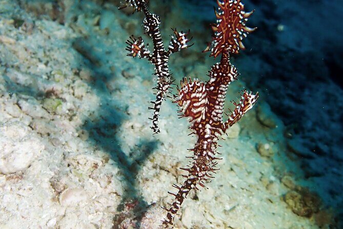 Menjangan island snorkeling full day boat trip - The one extra cost to plan: Menjangan Park fee (cash)