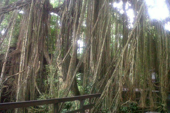 Monkey Forest, Ubud, Waterfall and Rice Terrace - Sacred Monkey Forest Sanctuary: Monkeys, Photos, and Practical Time