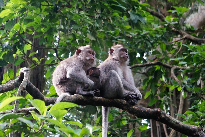 Monkey Forest, Ubud, Waterfall and Rice Terrace - Uma Pakel Agro Tourism and Kopi Luwak Education
