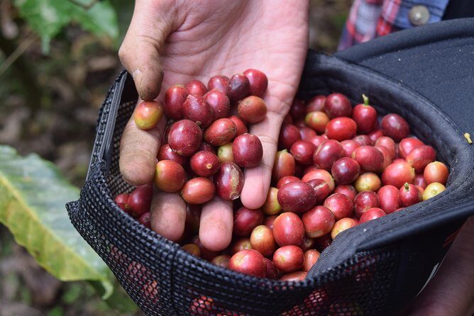 Mount Batur Sunrise Trekking Open Trip All-Inclusive - Coffee plantation stop in Kintamani: what you’ll taste after the hike