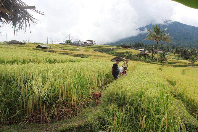 Munduk Private Customized Highlights Tour - Key Highlights at a Glance