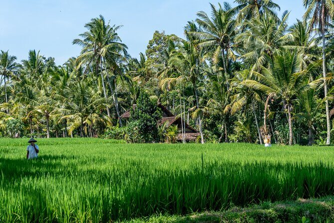 Munduk: Tamblingan jungle trek, waterfall, Ulun Danu temple - Munduk’s Highlands Day Plan From Ubud: What You’re Really Buying