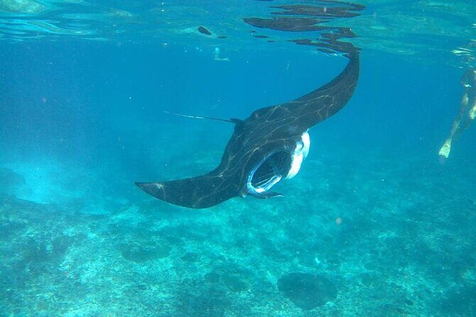 No:#1. Penida Island Tour And Snorkeling With Manta - Snorkeling with mantas: safety rhythm, gear use, and real expectations