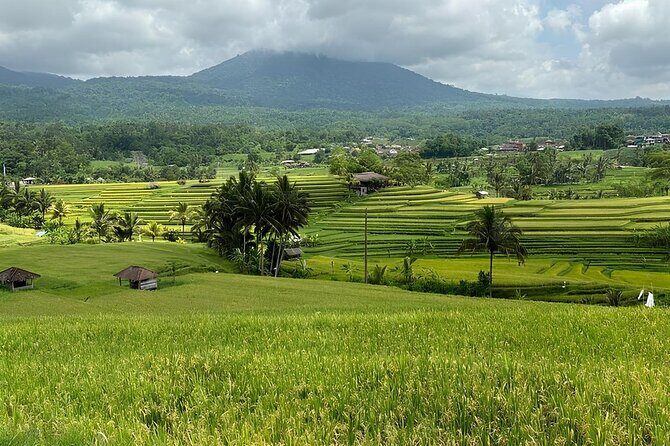 North Bali Nature Escape Rice Terraces, Temples & Waterfall - Taman Ayun Temple: gardens, lotus ponds, and a more relaxed ending