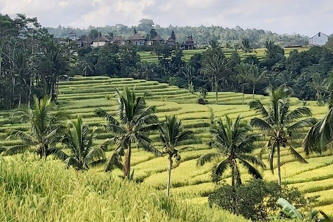 North Bali Private Tour - All Inclusive - Jatiluwih Rice Terrace: UNESCO Views at Batukaru’s Foot