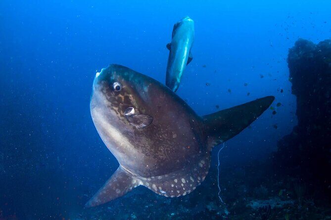 Nusa Penida 3 Fun Dives Boat Trip (For Certified Divers) - Getting started: paperwork, gear fitting, and a 7:00 am meet