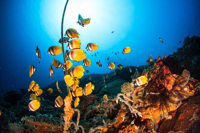 Nusa Penida 3 Fun Dives Boat Trip (For Certified Divers) - Marine life odds: what you might see on this 3-tank route