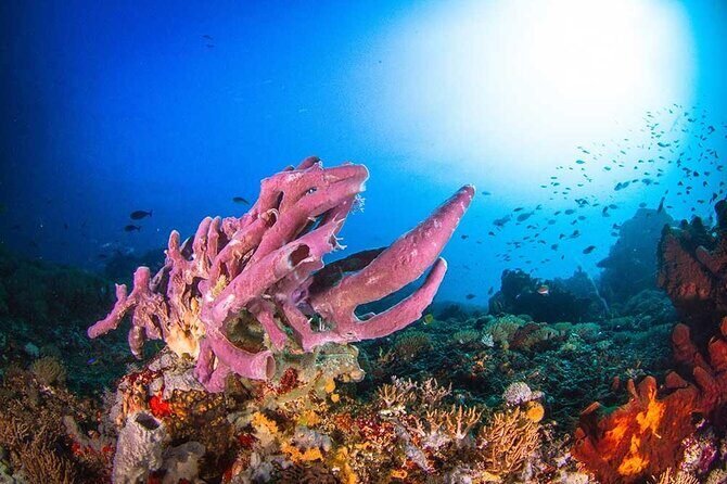 Nusa Penida 3 Fun Dives Boat Trip (For Certified Divers) - What you’re really paying for: $170.23 value check