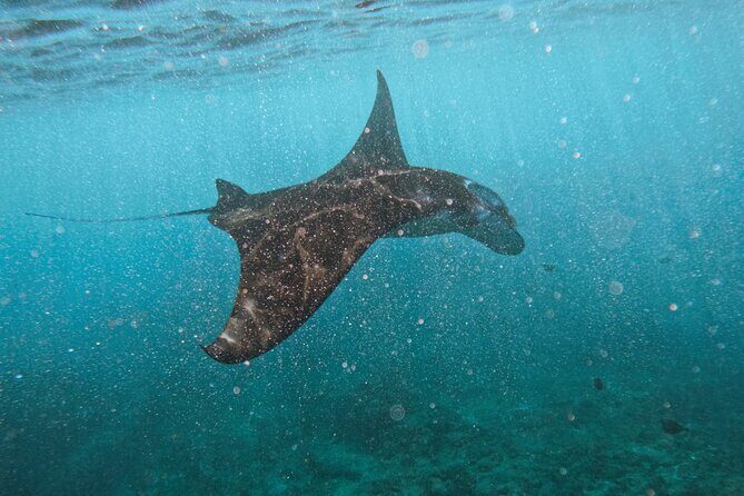 Nusa Penida day trip: boat, 4 snorkeling, Manta rays & Land tour - Key Highlights at a Glance