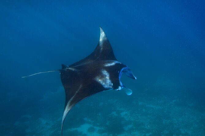 Nusa Penida day trip: boat, 4 snorkeling, Manta rays & Land tour - Motion Sickness, Water Shoes, and Entry Ladders: Small Fixes That Matter