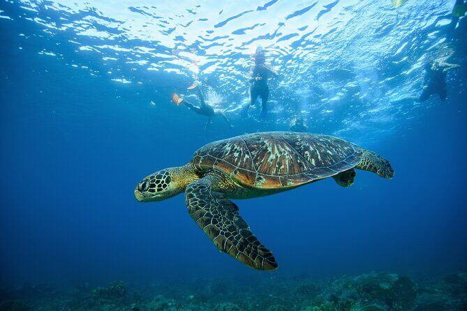 Nusa Penida day trip: boat, 4 snorkeling, Manta rays & Land tour - Who Should Book This Nusa Penida Day Trip (and Who Might Want Another Plan)