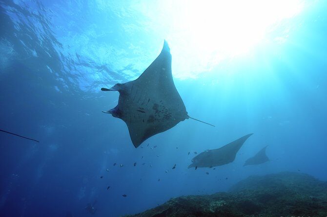 Nusa Penida Day Trip for 3 dives - Key highlights I’d plan around