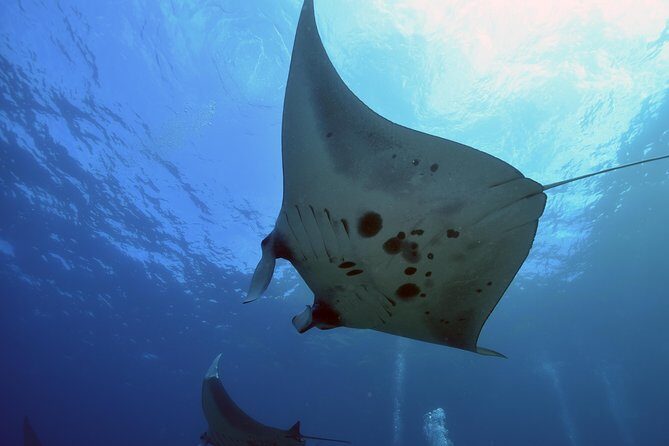 Nusa Penida Day Trip for 3 dives - Nusa Penida in one day: why the 3-tank format works