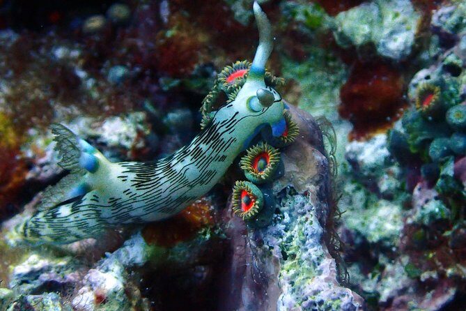 Nusa Penida Day Trip for 3 dives - Nitrox 32%: who should care and what it changes