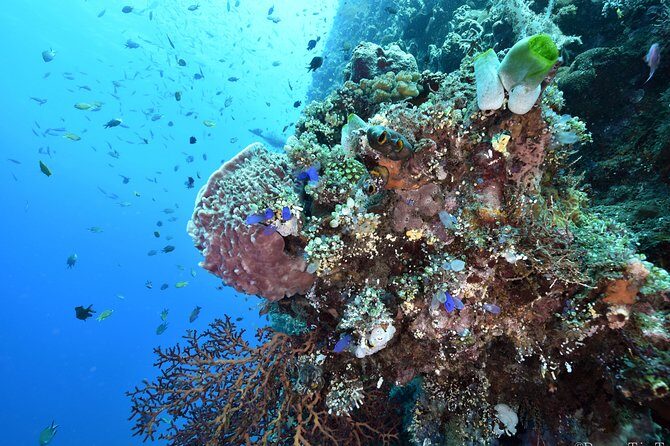 Nusa Penida Day Trip for 3 dives - Equipment and comfort: what’s included vs what you may pay for
