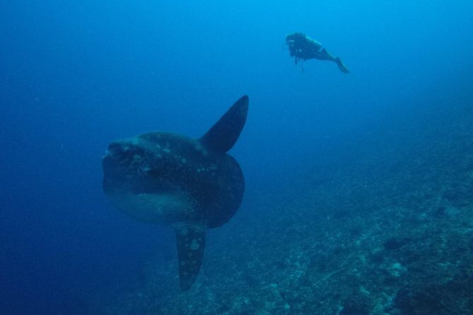 Nusa Penida Day Trip for 3 dives - Who this is best for (and who should rethink it)