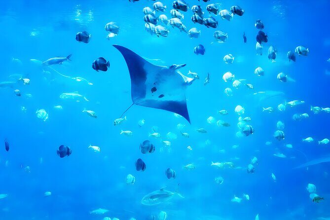 Nusa Penida Island Beach Tour With Snorkeling - Departure From Bali Island - Hotel Pickup in Bali: The Convenience Piece You’ll Feel Immediately