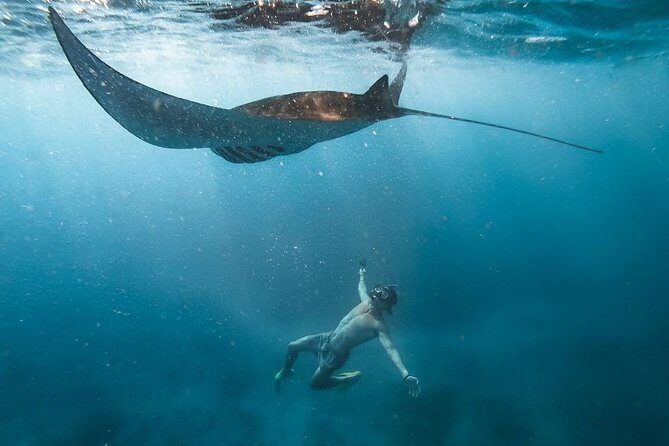 Nusa penida private senorkeling with Manta - Key things to know before you go