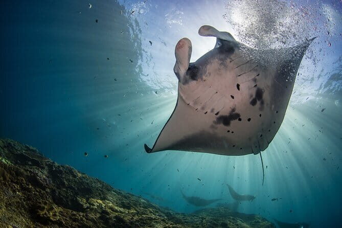 Nusa Penida : Snorkeling Trip Manta Point, Gamat Bay and Wall Bay - Key Highlights You’ll Care About