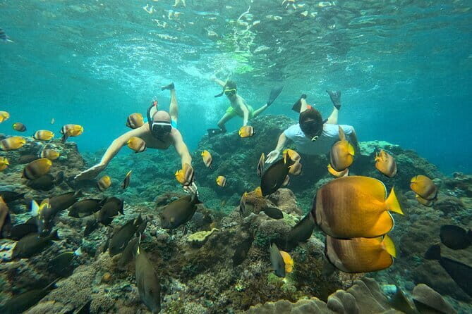 Nusa Penida : Snorkeling Trip Manta Point, Gamat Bay and Wall Bay - A Smart 3-Hour Nusa Penida Snorkel Plan