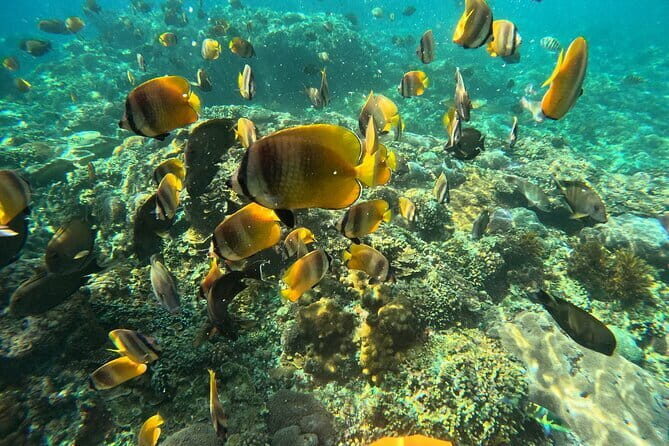 Nusa Penida : Snorkeling Trip Manta Point, Gamat Bay and Wall Bay - Stop 2: Gamat Bay for Coral and Tropical Fish Watching