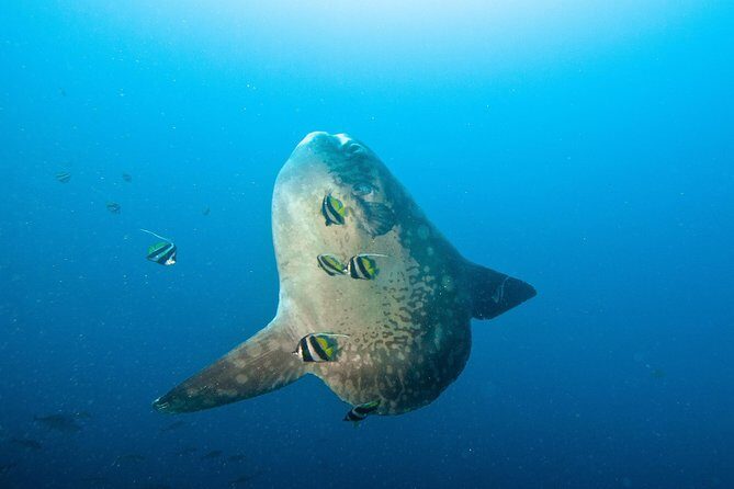 Nusa Penida Three Dives Trip for Certified Divers - Key highlights at a glance