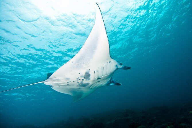 Nusa Penida Three Dives Trip for Certified Divers - Small groups and matching levels: why that matters underwater