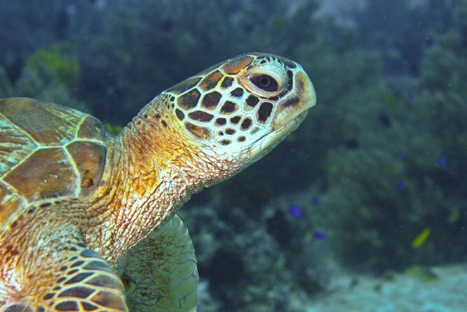 Nusa Penida Three Dives Trip for Certified Divers - Where you meet and how early starts affect your day