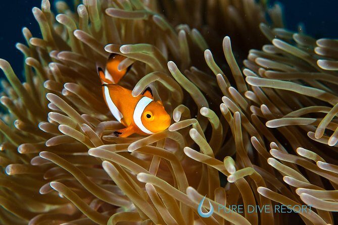 Nusa Penida Three Dives Trip for Certified Divers - Manta Point + East Penida: what you’re likely to see