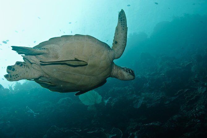 Nusa Penida Try Scuba Diving Program - for Non-Certified Divers - Entering The Day at Pure Dive Resort (10:30 am)